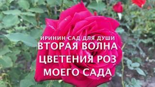 Вторая волна цветения роз моего сада