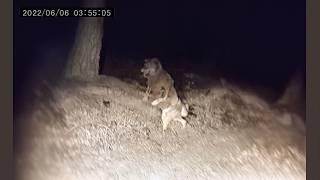 Creepiest Wildlife and Cryptid Encounters Captured on Camera!