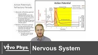 Nervous System