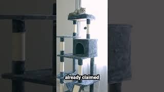 Yaheetech Cat Tree Tower | My Cats LOVE It!