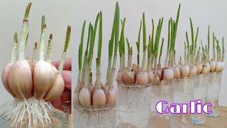 New method of gardeners / The trick to quickly planting garlic is to soak them in water by NY SOKHOM