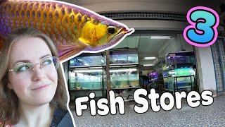 Let's see 3 Fish Stores in Malaysia