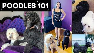 Standard Poodles 101: The Pros and Cons of this large breed dog  | PHYRRA