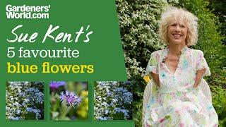 Best BLUE FLOWERS | Sue Kent recommends some of her favourite plants with blue flowers