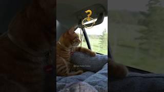 #47 Cute Cat videos  #fails #funny #moments #reels