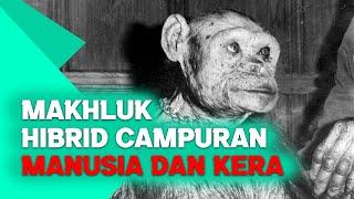 Makhluk Hibrid Campuran Manusia dengan Kera Pernah Coba Diciptakan