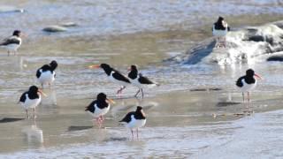 Eurasian Oystercatcher - Tjeld   (Haematopus ostralegus)