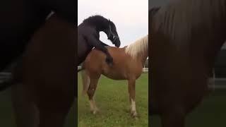 Horse mating.