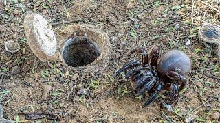 Secrets of the African Trapdoor Spider ️ Master Builders of the Wild