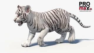 Animated White Tiger Cub 3D Model | @PROmax3D