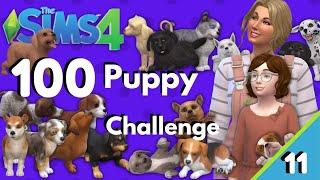 I play The 100 Foster Puppy Challenge and We're Full of Puppies!