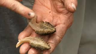 Become Self Sufficient - Foraging for Food