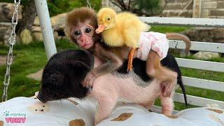 A funny and adorable week of baby monkey Yumy, Un In piglet and baby duckling