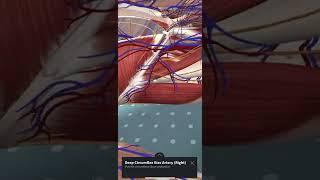 Fascia iliaca Anatomy by Augmented Reality - 3D4 Medical’s Complete Anatomy App