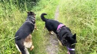 Sunny stroll ‍️   Dog vlog #124