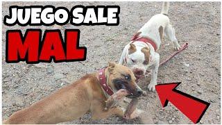 PITBULL JUGANDO - sale mal  / pitbull for a walk - goes wrong