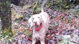 Weimaraner