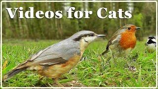 Cat TV - Video for Cats - Birds Extravaganza : 7 Hours of TV for Cats with Beautiful Bird Sounds 