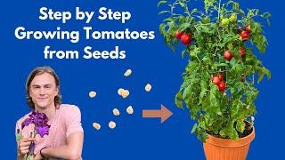 How To Grow Tomatoes From Seed At Home ! Complete Instructions Step By Step