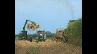 2020 Louisiana Sugar Cane Cutting and Planting 4K