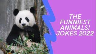 The funniest animals! jokes 2022