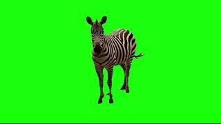 Green Screen Zebra Animated |  Graphics For Videos No Copyright (Free To Use)