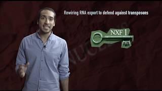 Rewiring RNA export to protect against transposons