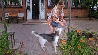 Heartbroken Husky Cries when Realises Owner just Abandoned Her and not Coming Back Anymore