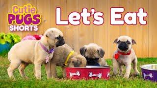 Let's Eat! | Cutie Pugs | Animals for Kids