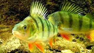 Perch Feeding - European Perch (Perca fluviatilis) || Flussbarsch Fütterung