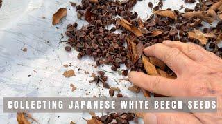 Collecting Japanese White Beech seeds