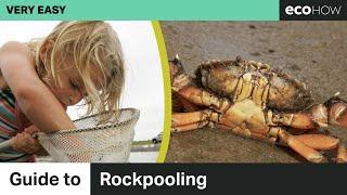 Guide to Rockpooling