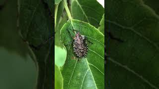 One-leaved alder - shield bug on leaf - June 2021