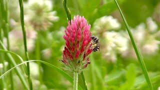 Wildbienen im Blühstreifen (Teil 4/4)