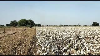 # HDPS  ( High density planting system )  Cotton Field in India