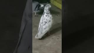 #trending #love #aalucomedy #bird #pigeon #pigeon #bird #pigeon #jiddi #birdspecies #kabutar