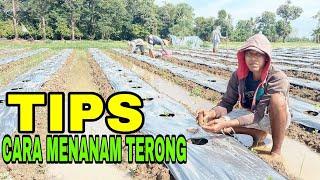 BUDIDAYA TERONG | CARA MENANAM TERONG UNGU