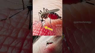 ये है दुनिया का सबसे खतरनाक जीव | Mosquito  #shorts #gyantechnolgy