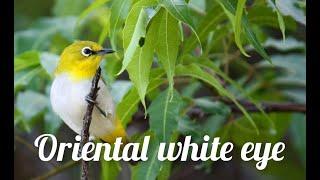 ORIENTAL WHITE EYE