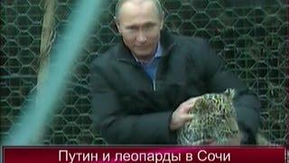 Путин и леопарды в Сочи. Путин посетил центр разведения леопардов в Сочи.