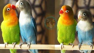 Lovebird Sound 100% Sound Guaranteed Lovebird Sound