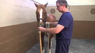 How to Apply & Use a Rope Twitch on a Horse