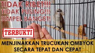 Cara menjinakkan burung trucukan ombyokan yang giras secara tepat dan cepat