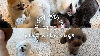 vlog a day with me  play with dogs  애견카페