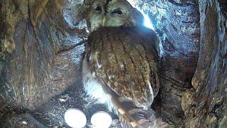 Tawny Owl Courtship: Their Love Story So Far | Luna & Bomber | Robert E Fuller