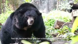 Asian Animals Facts: A 1-Minute Wildlife Education Guide by 1 Minute Knowledge