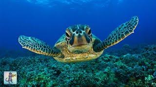  GIANT SEA TURTLES  CORAL REEF FISH & THE BEST RELAX MUSIC • 3 HOURS