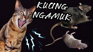 SATU JAM SUARA KUCING NGAMUK !!! Bikin Tikus Rumah Auto Kabur Semua !!!