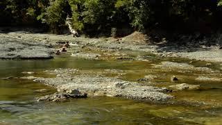 Goryachy Klyuch, Psekups river. Bathing place !/Горячий Ключ, река Псекупс. Место купания !