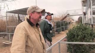 Amazing and Shocking Story of a Serious Tiger Fight at the GW Zoo